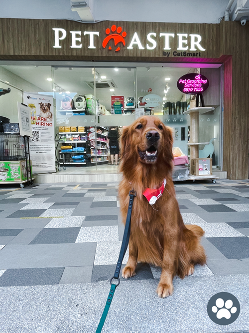BELLY UP Reviews Singapore s Pet Stores Grooming Our Dog At Pet